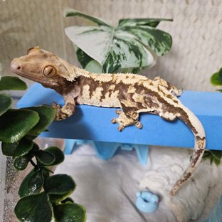 릴리화이트 트라이