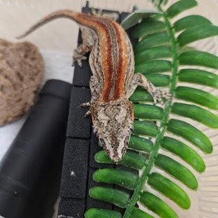 레드 스트라이프