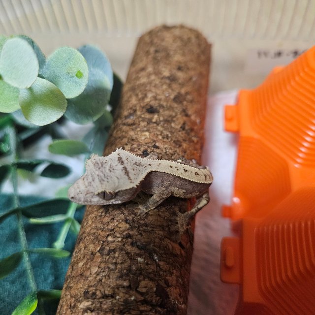 노멀 핀스트라이프 크림 다크 할리퀸