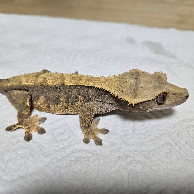 노멀 핀스트라이프 할리퀸