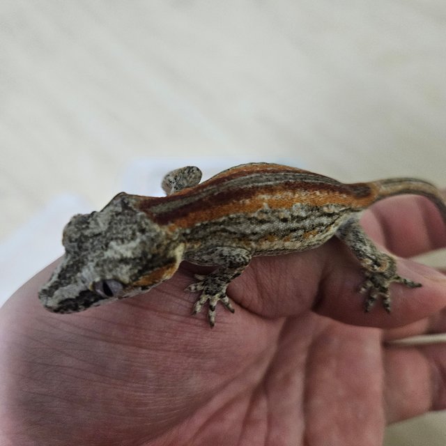 레드 스트라이프