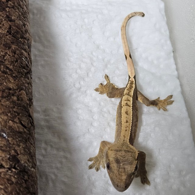 노멀 핀스트라이프 크림 다크 할리퀸