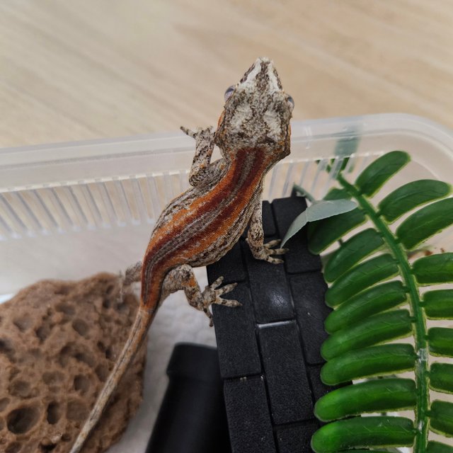 레드 스트라이프