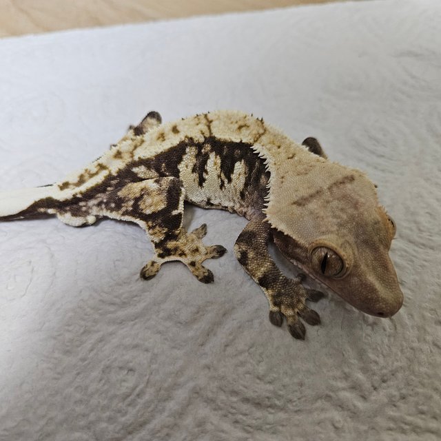 릴리화이트 트라이