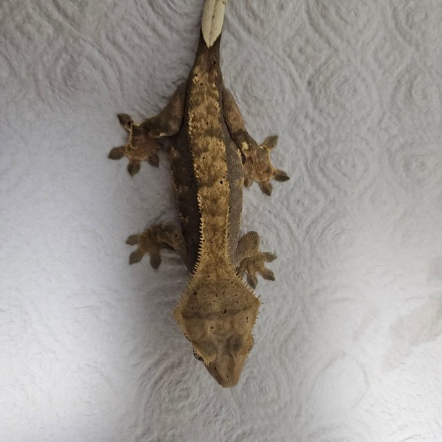 노멀 핀스트라이프 할리퀸