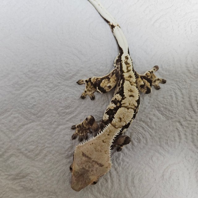 릴리화이트 트라이