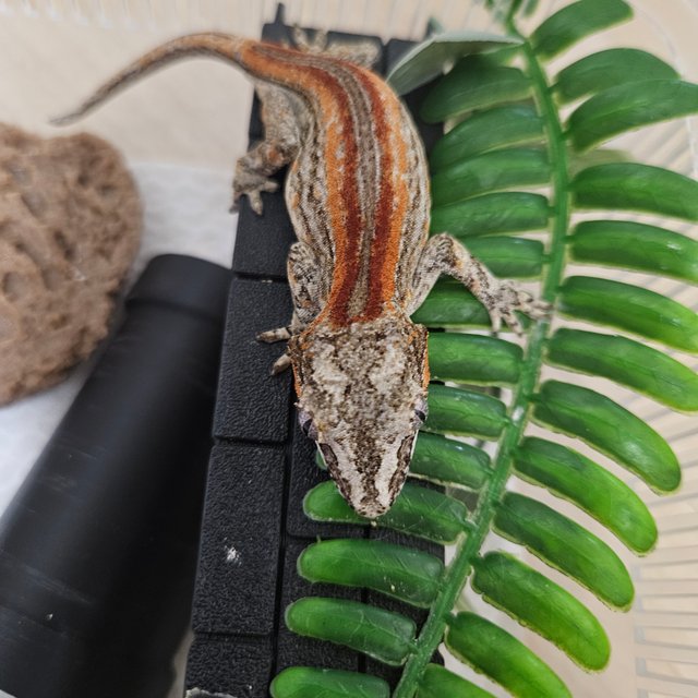 레드 스트라이프