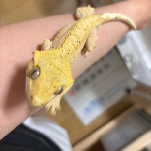 달마시안 옐로우