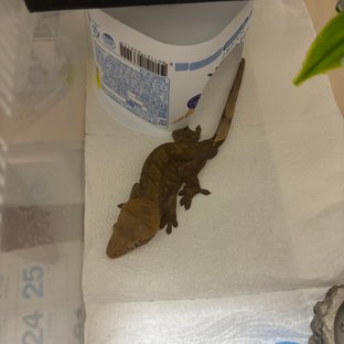 챠콜 다크 블랙