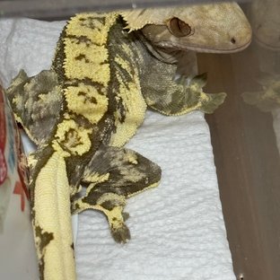 타이거 노멀 트라이