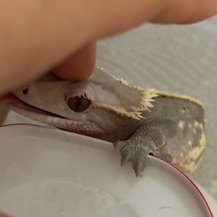 카푸치노 달마시안 다크