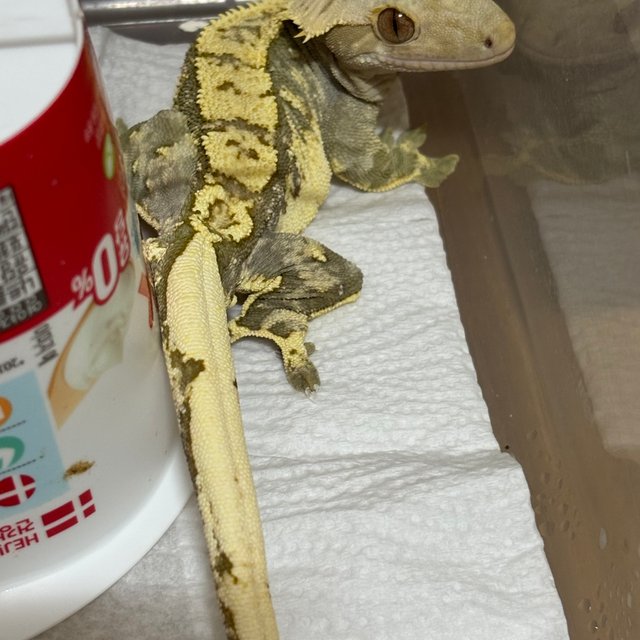 타이거 노멀 트라이