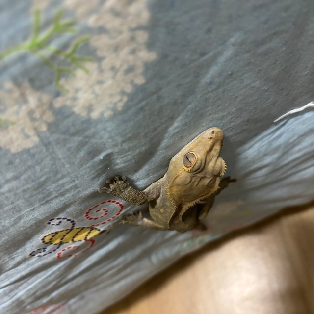 챠콜 다크 블랙