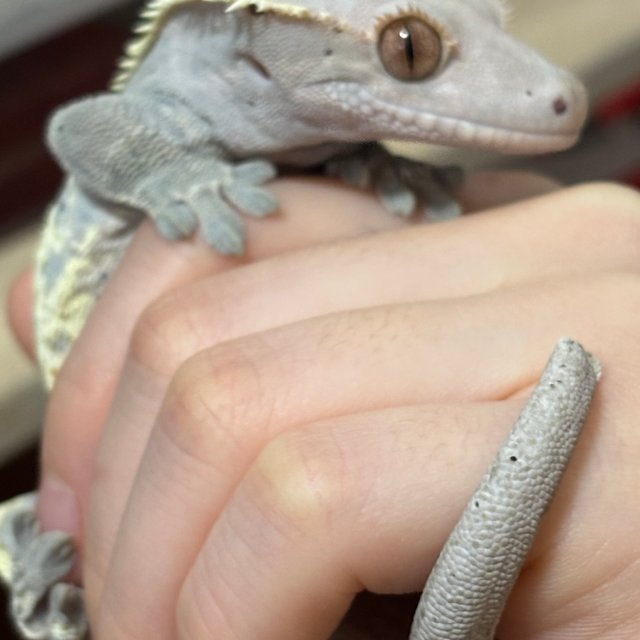 카푸치노 달마시안 다크