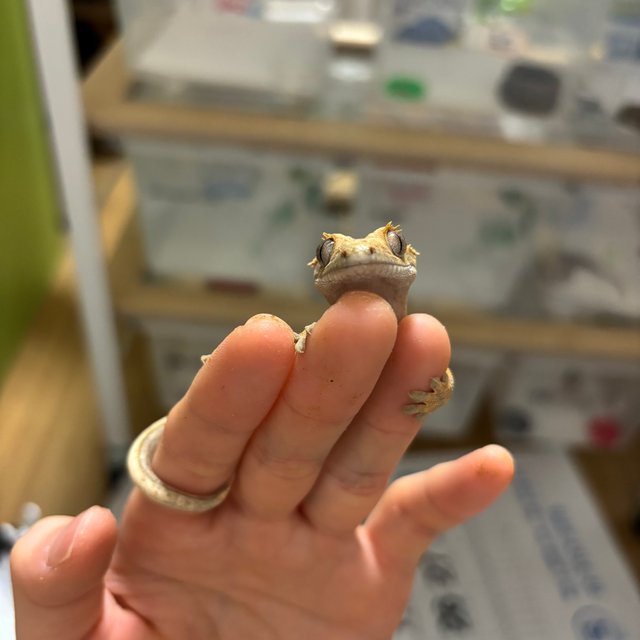 슈퍼스트라이프 풀핀