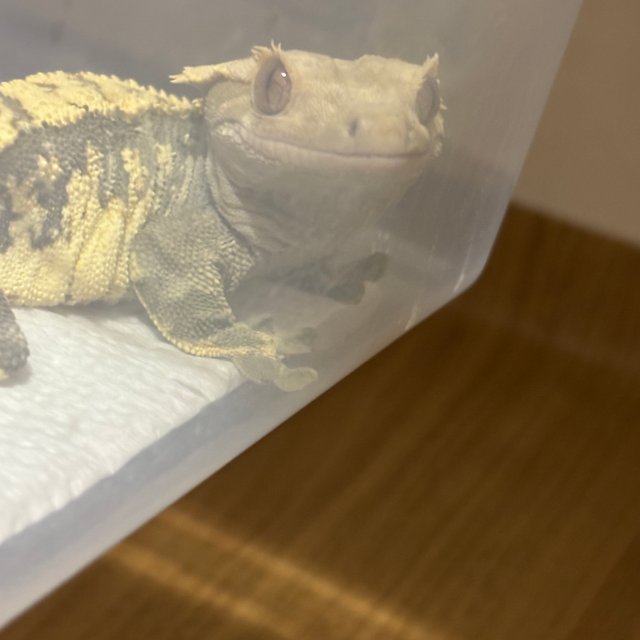 타이거 노멀 트라이