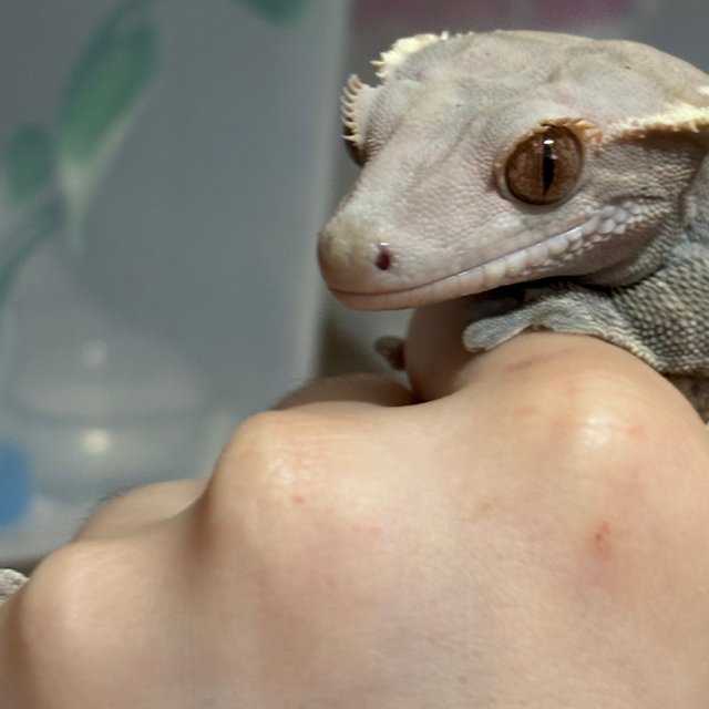 카푸치노 달마시안 다크