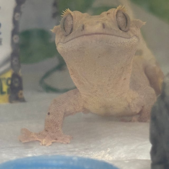 달마시안 옐로우