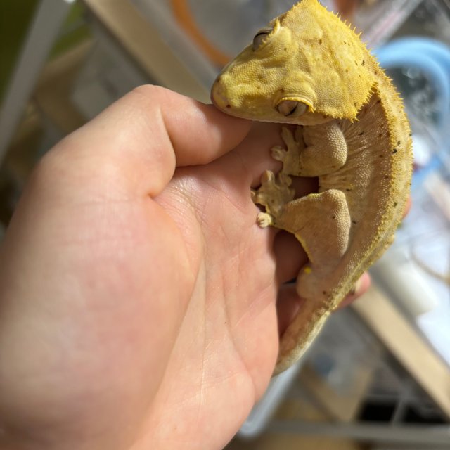 달마시안 옐로우