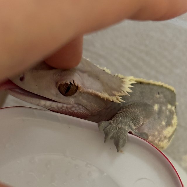 카푸치노 달마시안 다크