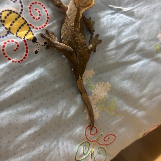 챠콜 다크 블랙