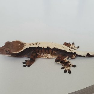 트라이 텐저린 세이블