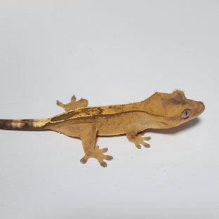 하이포 카푸치노