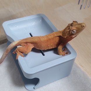 노멀 레드 벅스킨 패턴리스