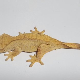 노멀 옐로우 브린들