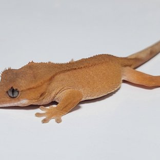 하이포 레드 벅스킨