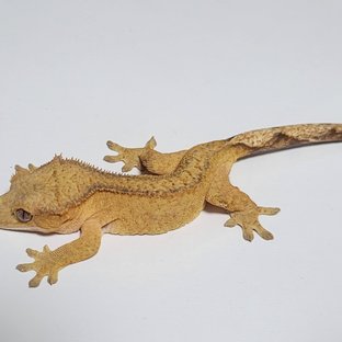 노멀 옐로우 팬텀 벅스킨