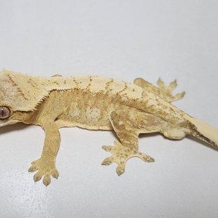 노멀 옐로우 크림시클