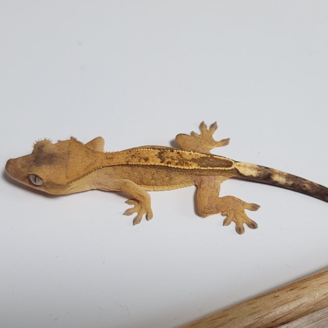 하이포 카푸치노