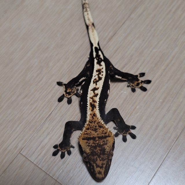 100%헷아잔틱 핀스트라이프