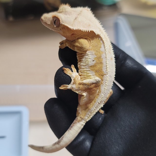 RCK 크림시클 옐로우 릴리화이트