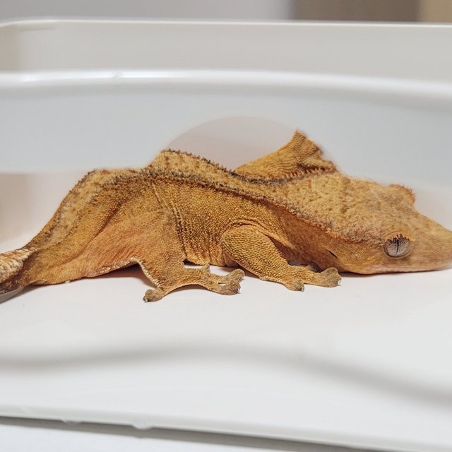 노멀 옐로우 팬텀 벅스킨