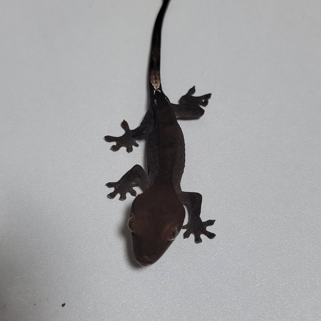 패턴리스 챠콜 팬텀 카푸치노