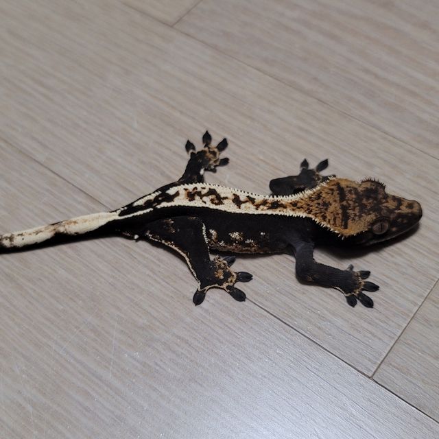 100%헷아잔틱 핀스트라이프