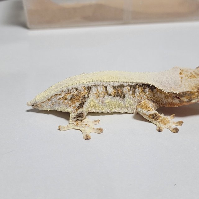 솔리드백 트라이 릴리화이트