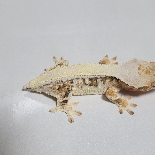 솔리드백 트라이 릴리화이트