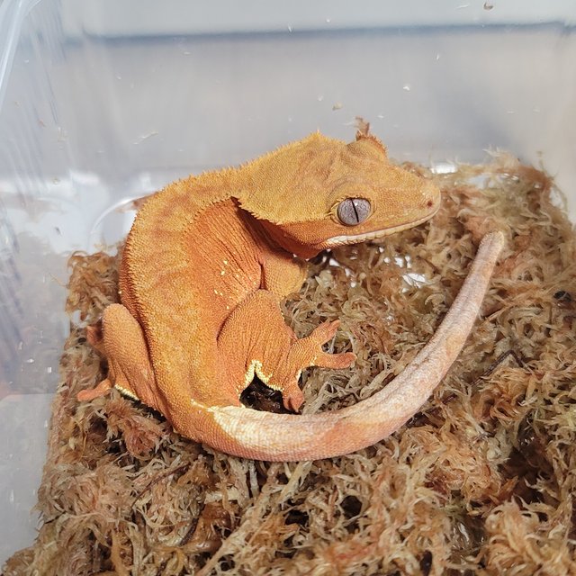 노멀 레드 벅스킨 패턴리스