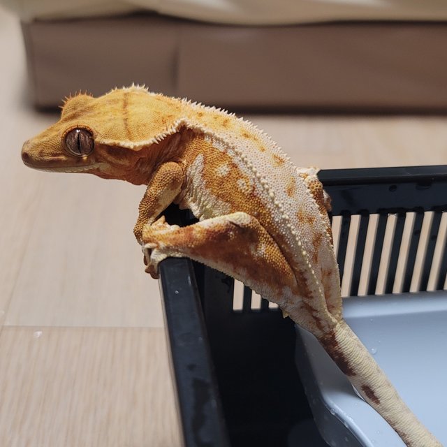 RCK 크림시클 릴리화이트