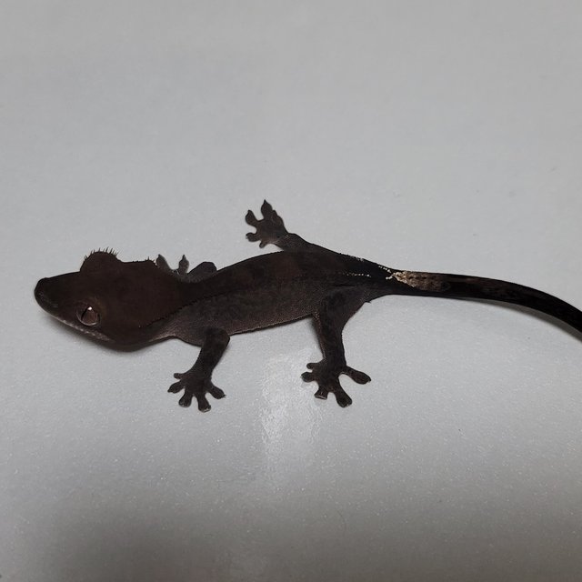 패턴리스 챠콜 팬텀 카푸치노