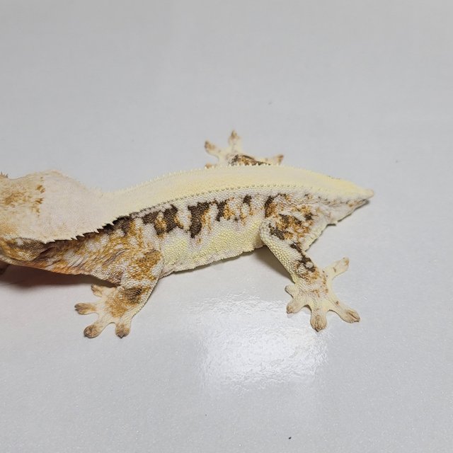 솔리드백 트라이 릴리화이트