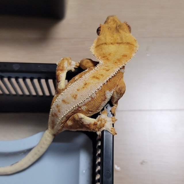 RCK 크림시클 릴리화이트