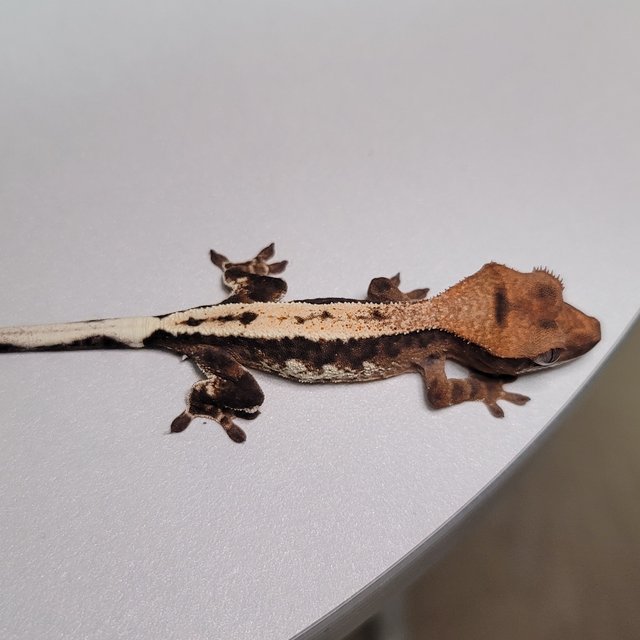 릴리 세이블 100%헷아잔틱