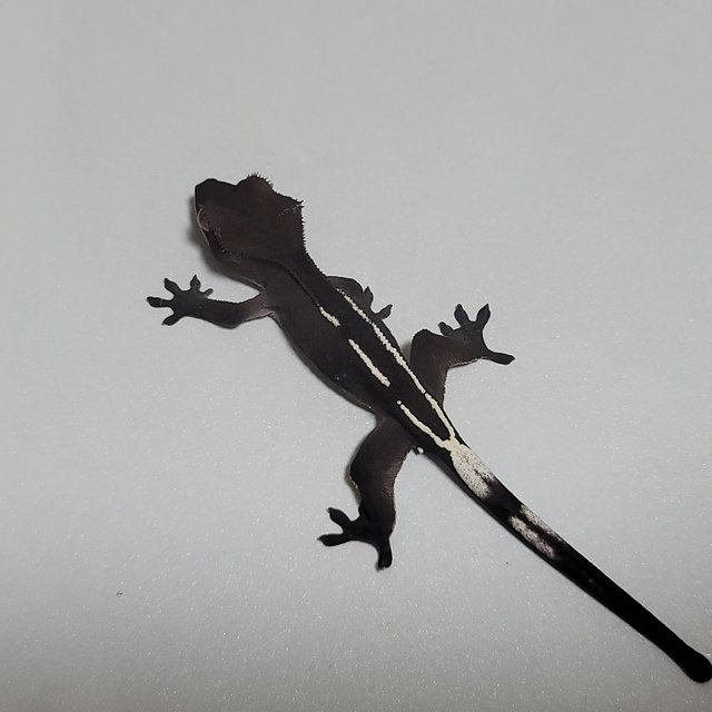 핀스트라이프 아잔틱