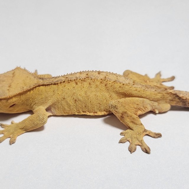 노멀 팬텀 옐로우 벅스킨