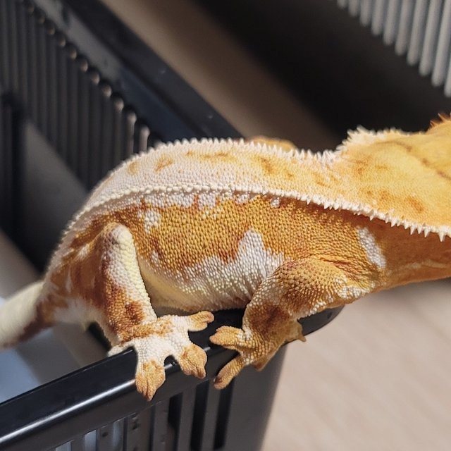 RCK 크림시클 릴리화이트