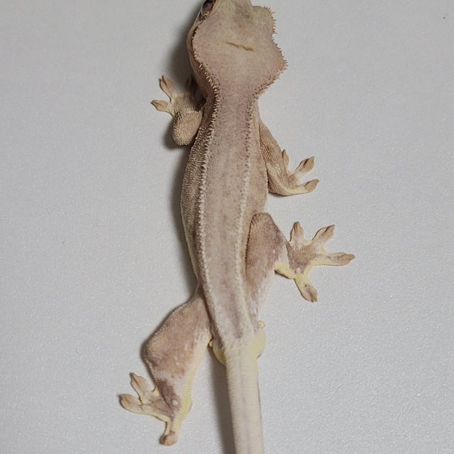 크림 레드 팬텀 릴리화이트